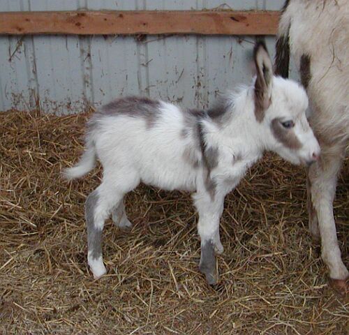 Baby Donkey Pictures