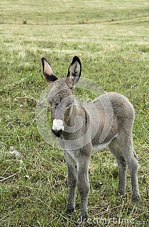 Baby Donkey Pictures