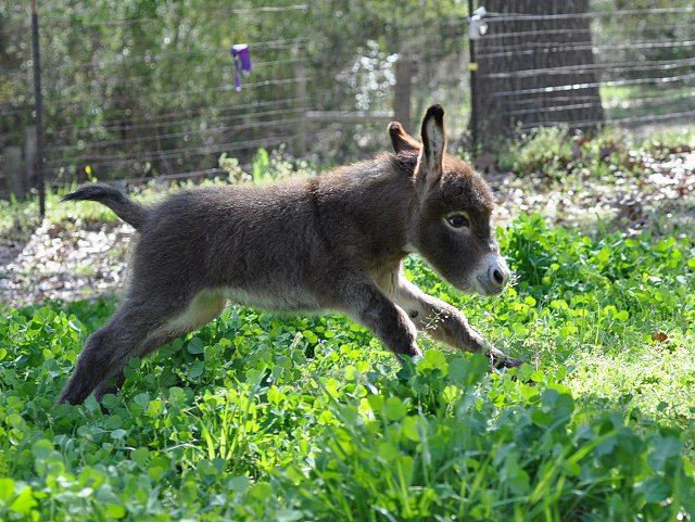 Baby Donkey Pictures