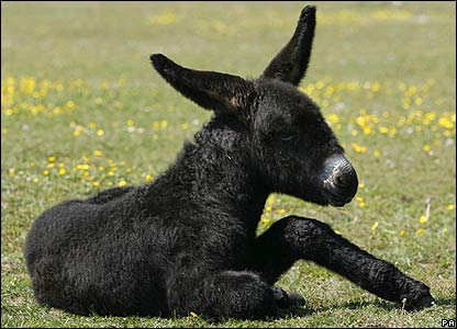 Baby Donkey Pictures