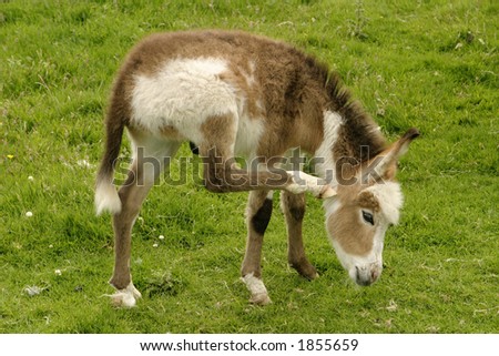 Baby Donkey Pictures