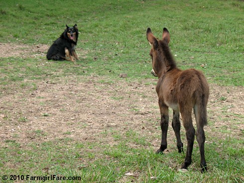 Baby Donkey Pictures