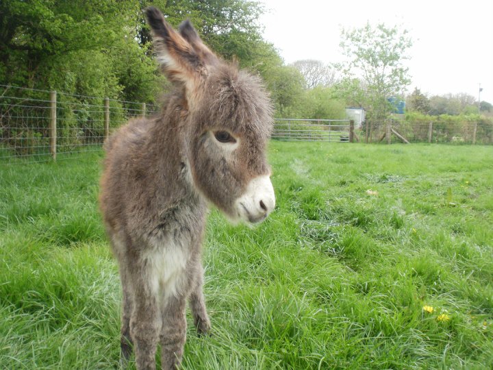 Baby Donkey Pictures