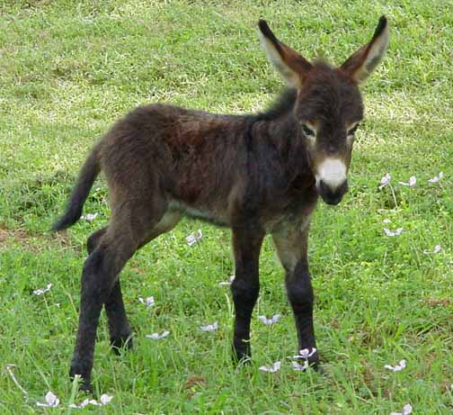 Baby Donkey Pictures