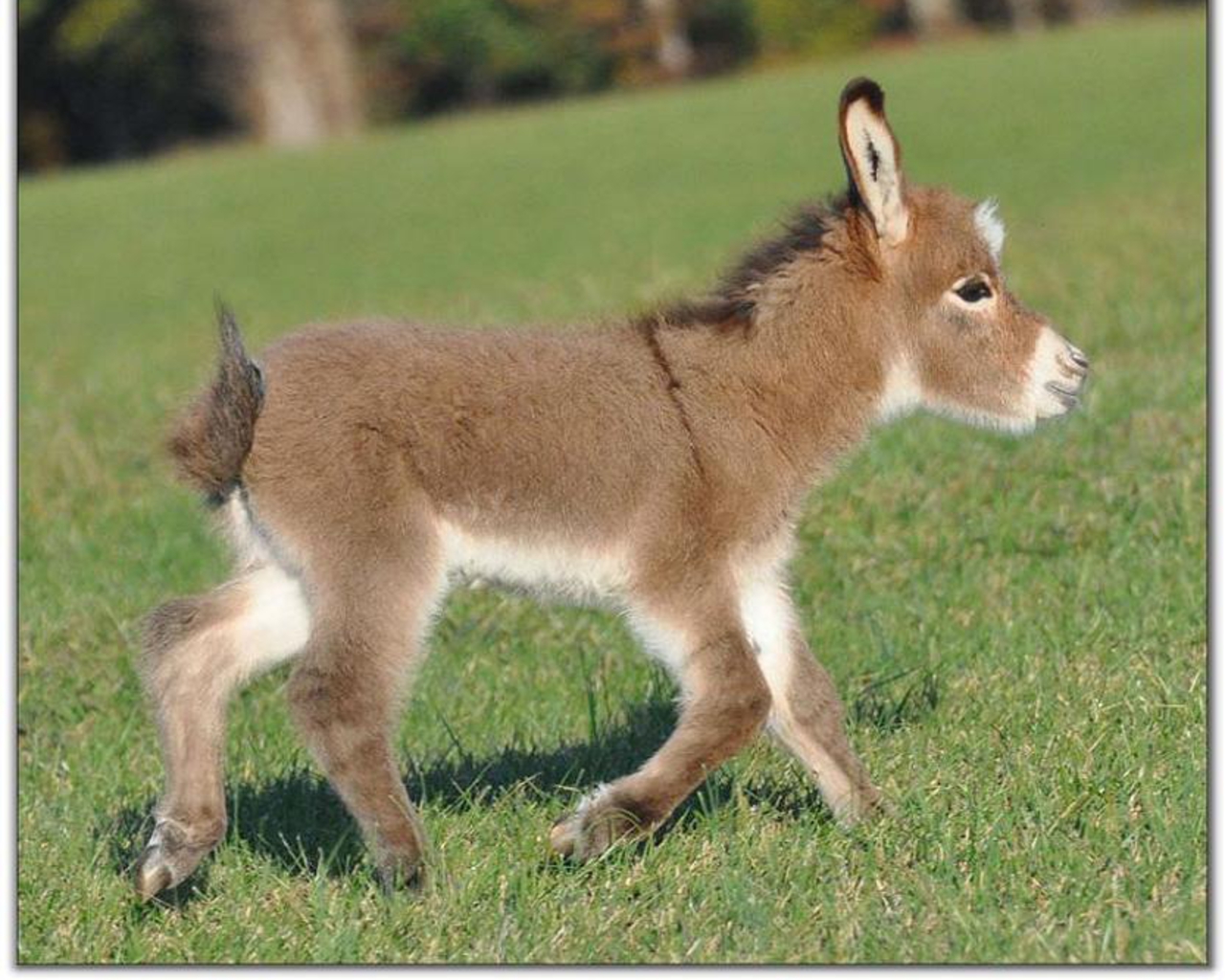 Baby Donkey Pictures