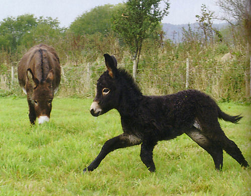 Baby Donkey Pictures