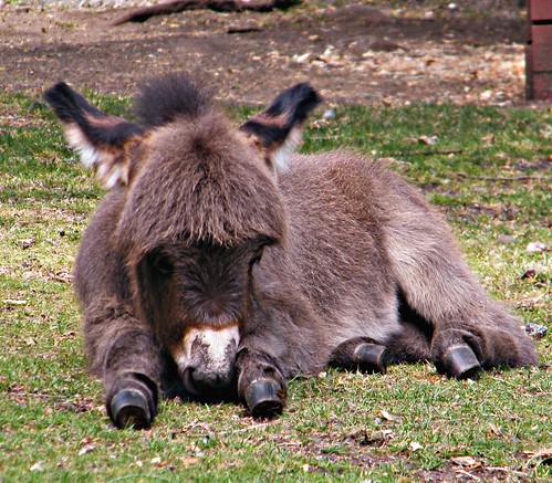 Baby Donkey Pictures