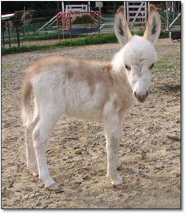 Baby Donkey Pictures