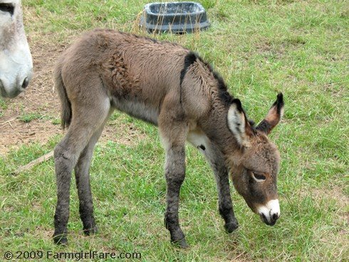 Cute Donkey Pictures