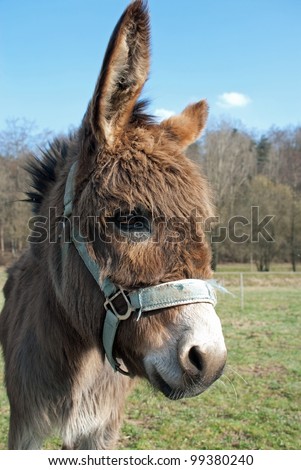 Cute Donkey Pictures