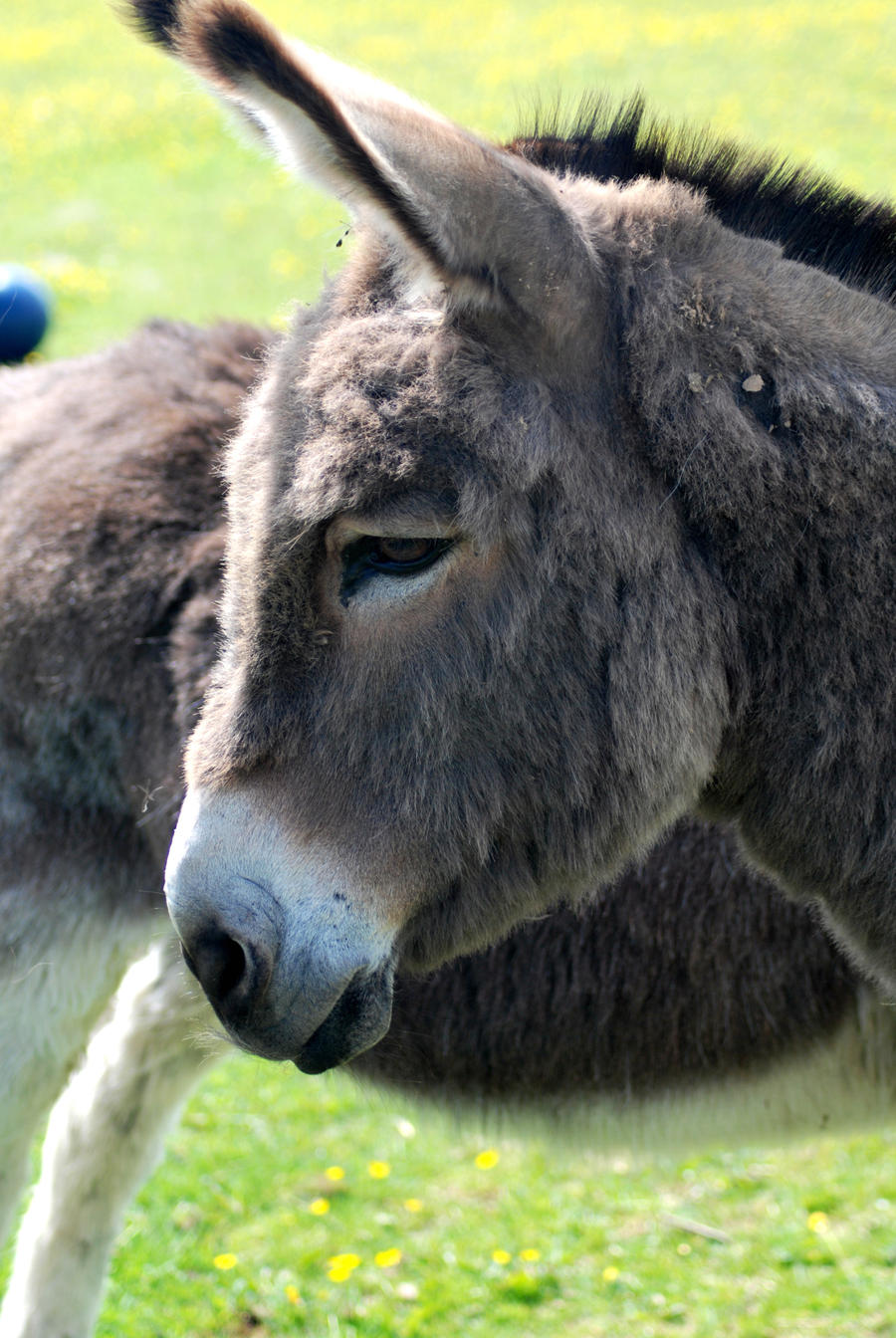 Cute Donkey Pictures