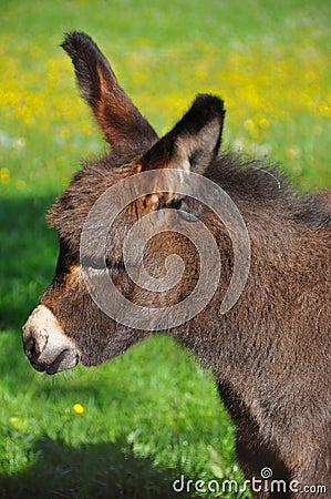 Cute Donkey Pictures