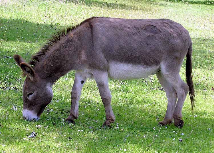 Cute Donkey Pictures