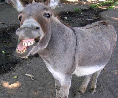 Donkey Pictures Funny