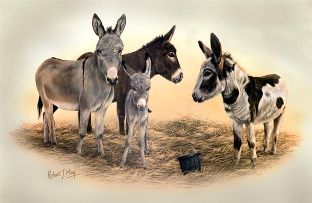 Donkey Pictures To Print