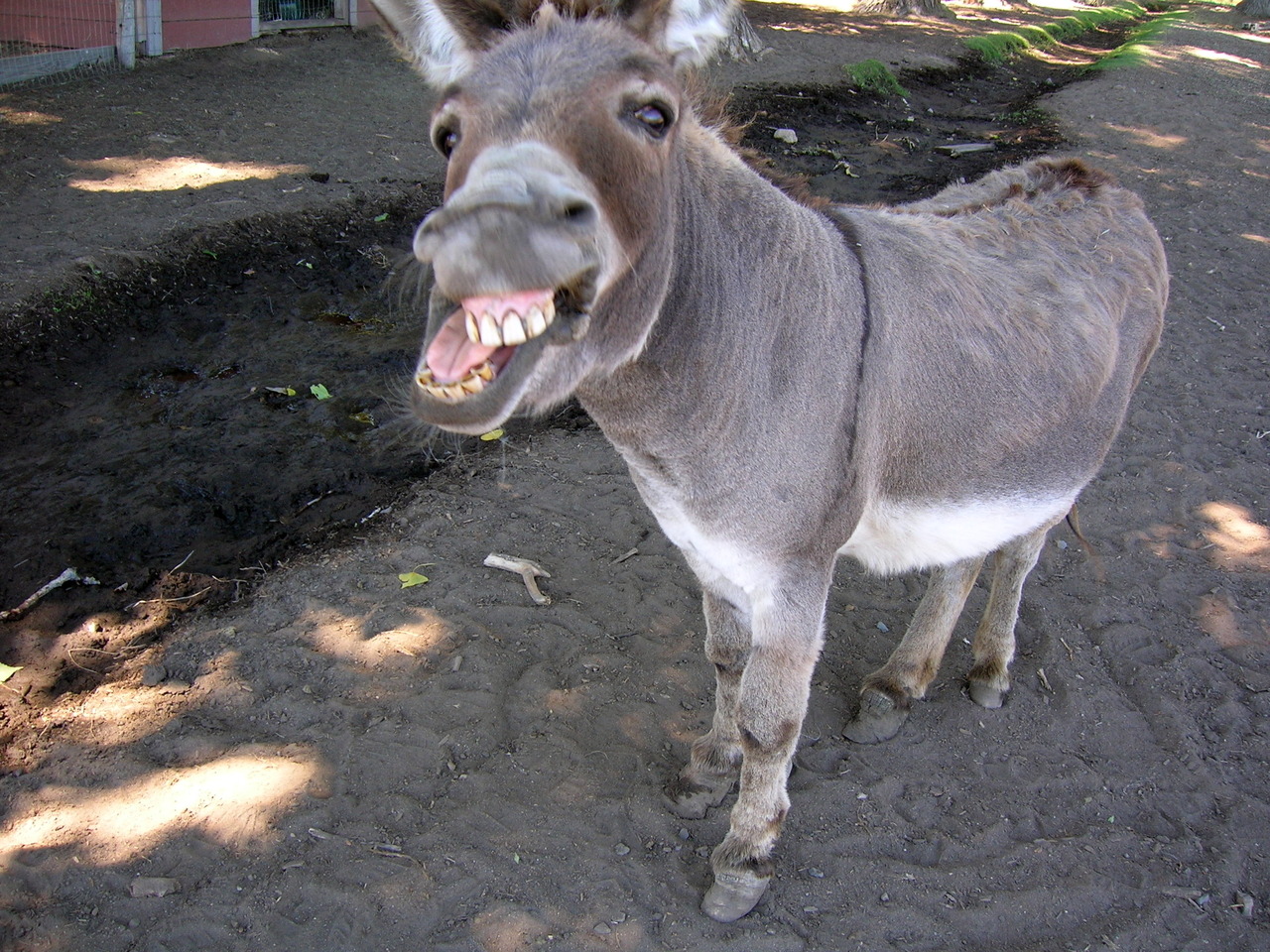 Funny Donkey Pictures With Captions