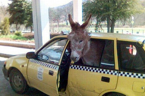 Funny Donkey Pictures With Captions