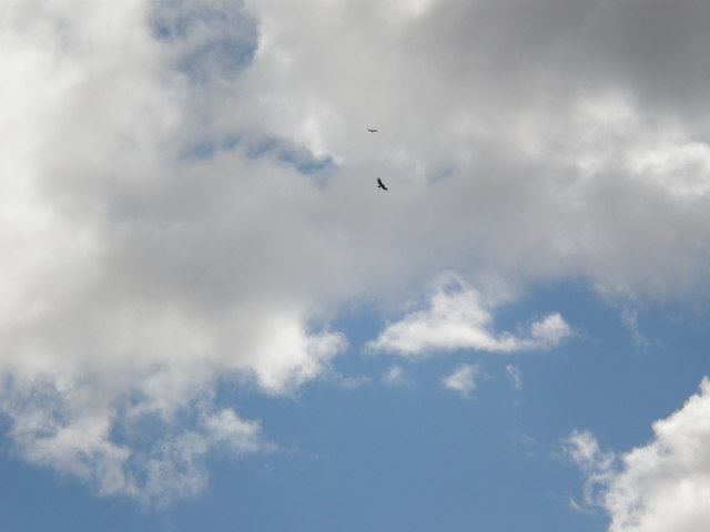 Golden Eagle Diving