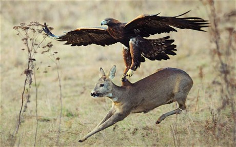 Golden Eagle Diving