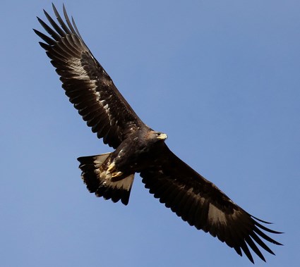 Golden Eagle Diving