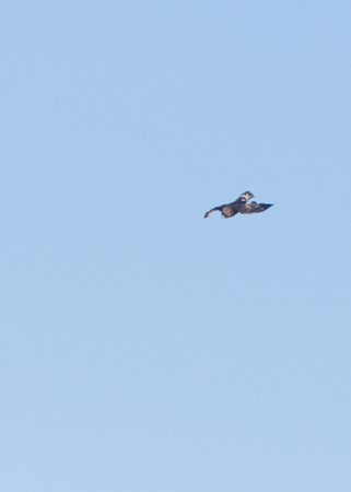 Golden Eagle Diving