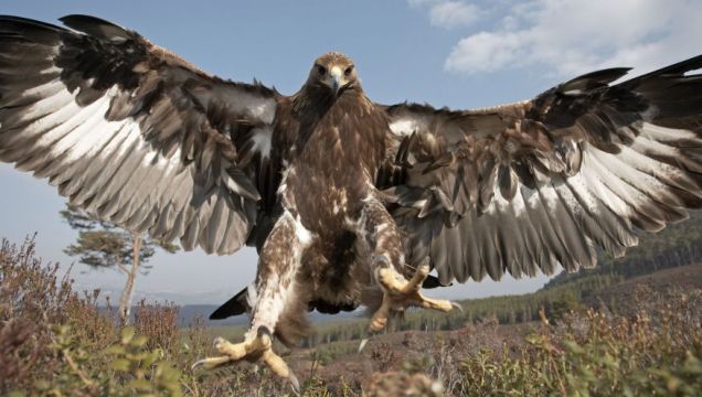 Golden Eagle Diving