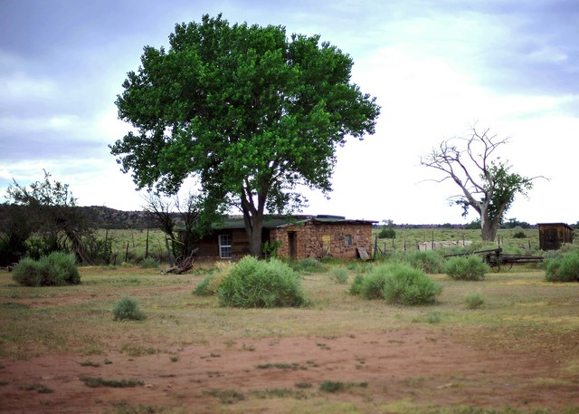 House Under Tree