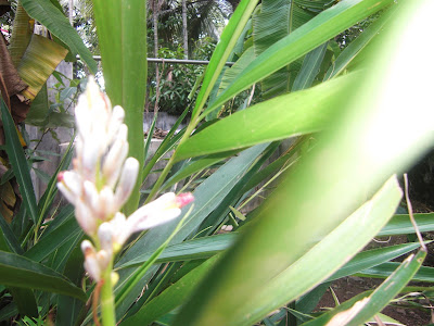 Orithal Thamarai Powder