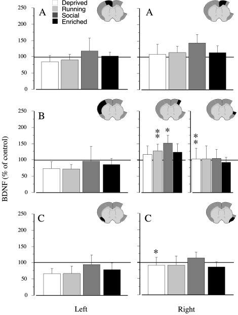 The Cerebral Cortex Accounts For Approximately What Percentage Of The Brain