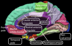 The Cerebral Cortex Accounts For Approximately What Percentage Of The Brain