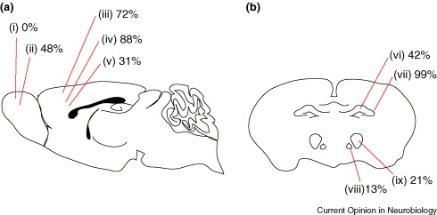 The Cerebral Cortex Accounts For Approximately What Percentage Of The Brain