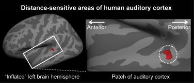 The Cerebral Cortex Appears To Be Responsible For