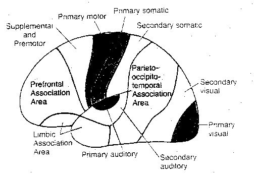 The Cerebral Cortex Diagram