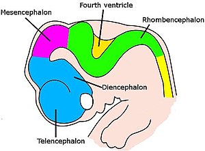 The Cerebral Cortex Diagram