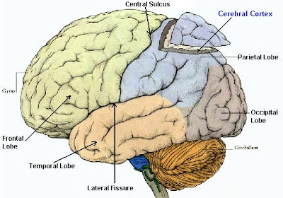 The Cerebral Cortex Function