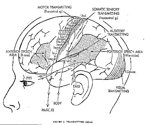 The Cerebral Cortex Function