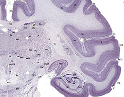 The Cerebral Cortex Function