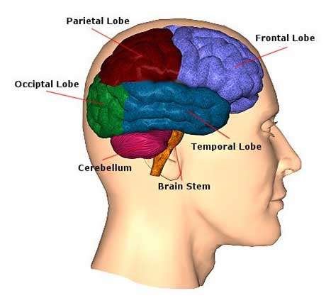 The Cerebral Cortex Function