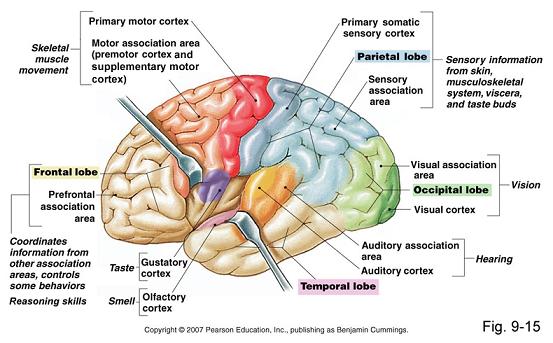 The Cerebral Cortex Function