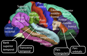 The Cerebral Cortex Is Composed Of