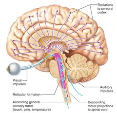 The Cerebral Cortex Is Composed Of