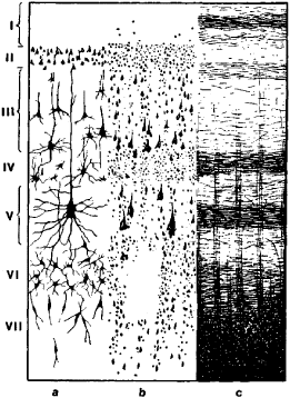 The Cerebral Cortex Is The Covering Layer Of The