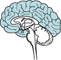 The Cerebral Cortex Is The Highest Portion Of The Brain