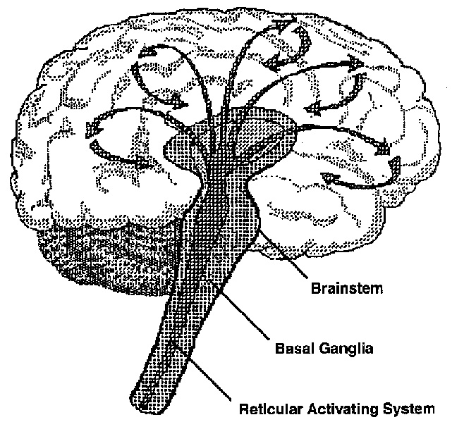The Cerebral Cortex Is The Highest Portion Of The Brain True Or False