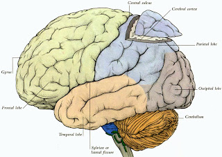 The Cerebral Cortex Is The Highest Portion Of The Brain True Or False