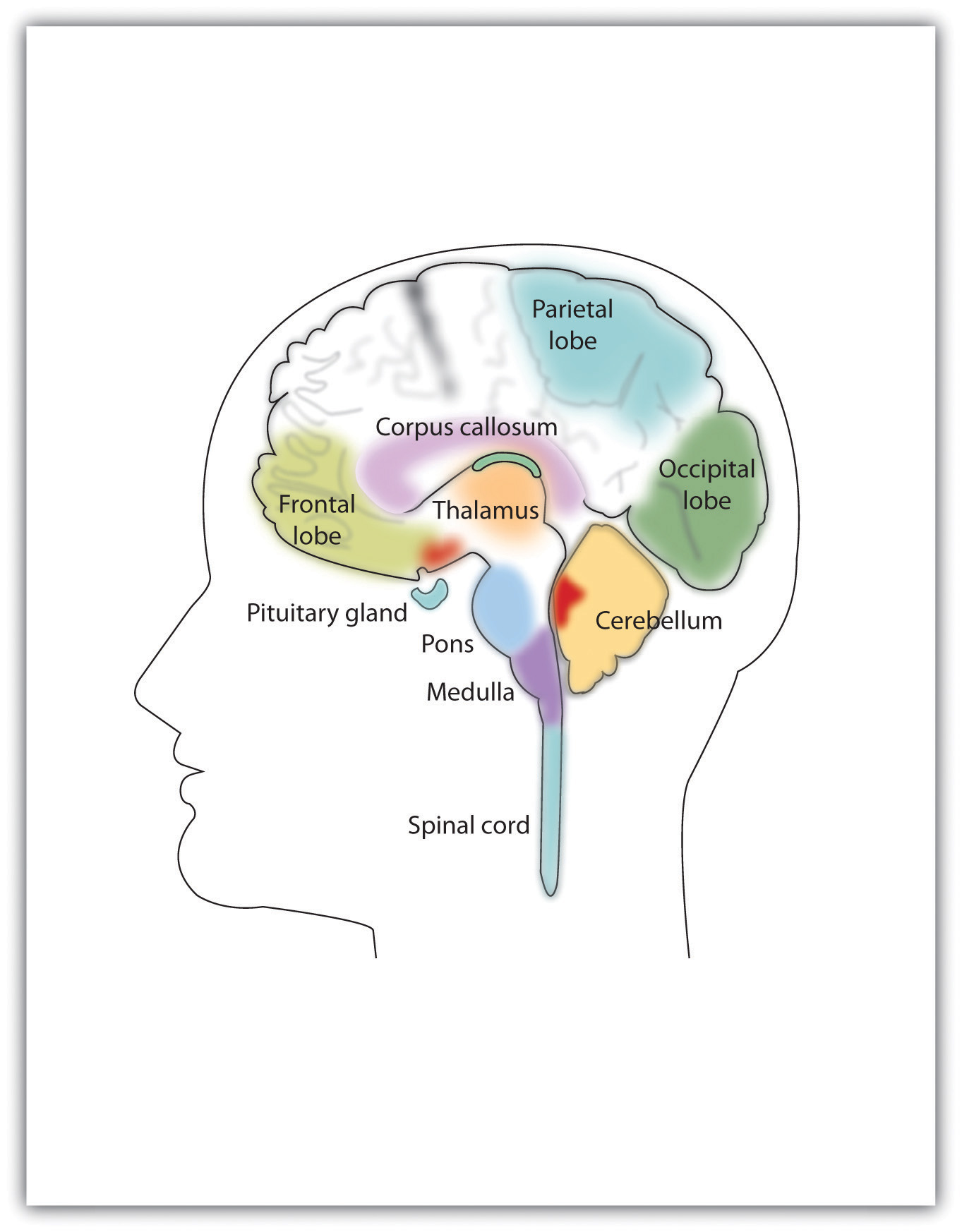 The Cerebral Cortex Is The Outermost Layer Of The