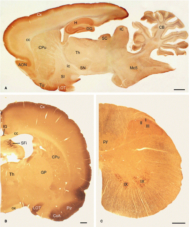 The Cerebral Cortex Is The Outermost Layer Of The