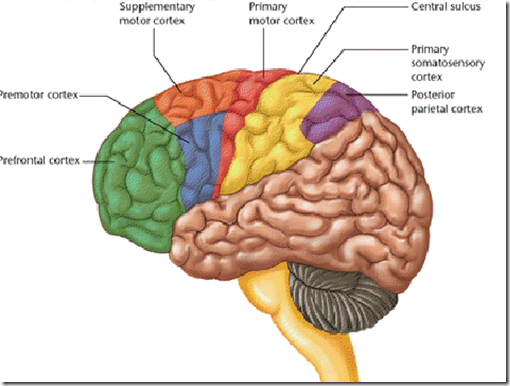 The Cerebral Cortex Of Man