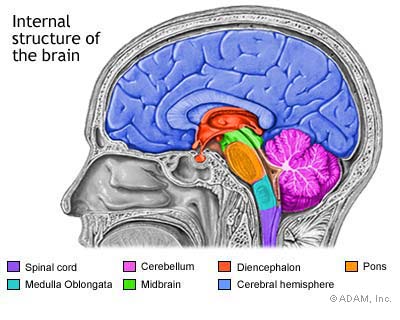 The Cerebral Cortex Of Man