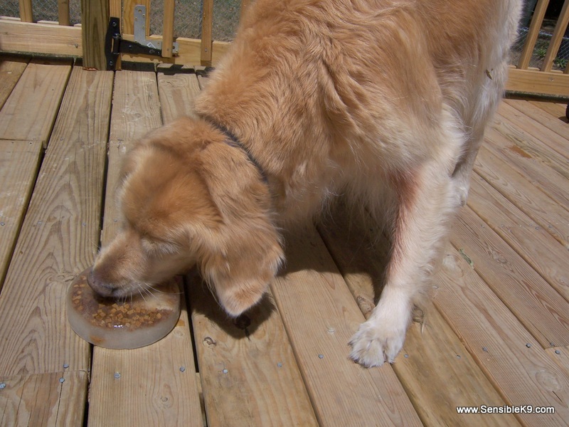 Upside Down Stomach In Dogs